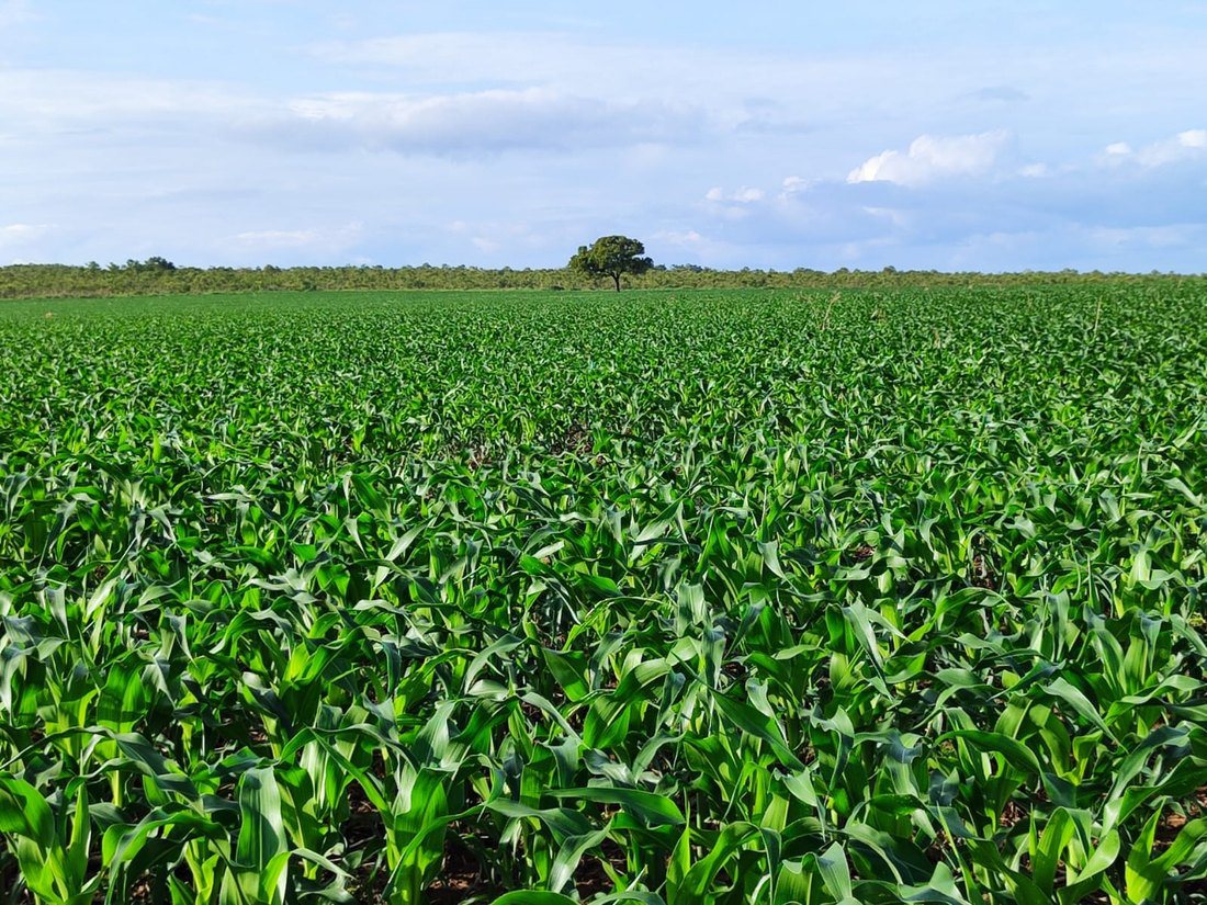 Fazenda Chapadas do Maranhão, imagem 2
