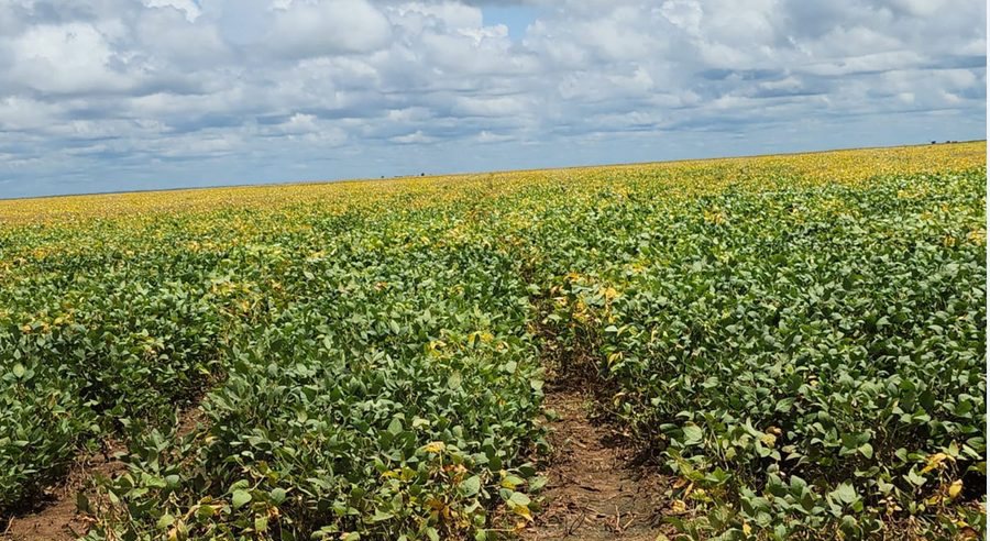 Fazenda Sul do Maranhão, imagem 2
